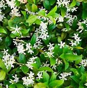 Image result for Evergreen Jasmine