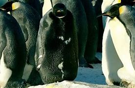 Image result for All-Black Penguin