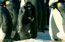 Image result for Black Emperor Penguin