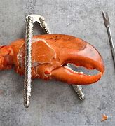 Image result for Ripper Claw Lobster