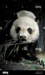 Image result for Grand Panda