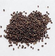 Image result for Catnip Seeds