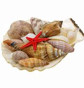 Image result for 10 Coquillage