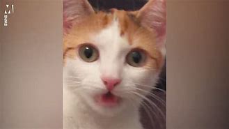 Image result for Kitty Stank Face