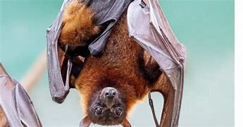 Image result for babies bats feed