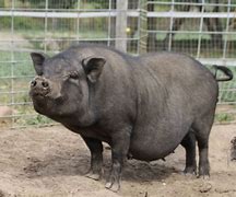 Image result for pot bellied pigs