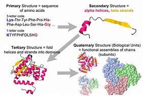Image result for Ribbon Diagram of Protein Structure