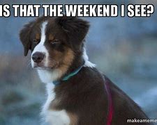 Image result for Weekend Dog Meme