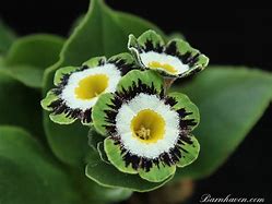 Image result for Primula auricula Green Shank