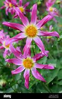 Image result for Flowers with Spiky Petals