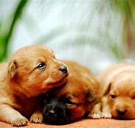 Image result for Baby Dogs Jg