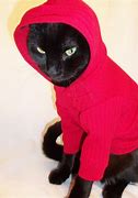 Image result for Cat in a Hoodie Meme