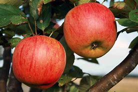 Image result for Images of Gala Apple's