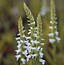 Image result for Spiranthes Chadds Ford