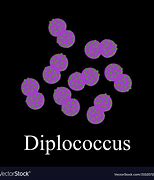 diplococcus 的图像结果