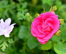 Image result for Rosa Farbe