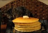 Image result for Pancake Cat Meme