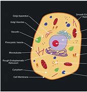 Image result for Cell Biology Diagram