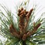 Image result for Pinus strobus Radiata