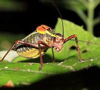 Image result for Colorful Crickets