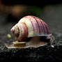 Image result for Purple Apple Snail