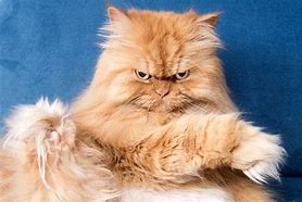 Image result for Angry Persian Cat Memes