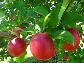 Image result for Variet Apple