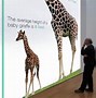 Image result for Thing That Are 8 Meters Tall