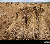 Image result for Bundle of Grain