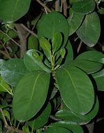 Image result for corynocarpus