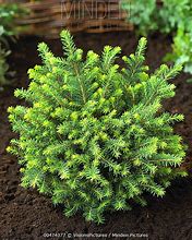 Image result for Picea omorika Karel