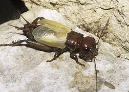 Image result for Field Cricket Habitat