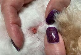 Image result for Warts On Old Dogs