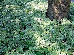 Image result for Dry Shade Ground Cover