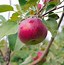 Image result for Different Types of Apple Tree Leaves