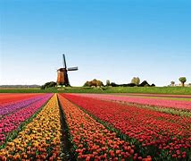 Image result for The Flower Farm NL