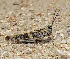 Image result for Grasshopper Bug