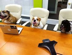 Image result for Funny Office Animals