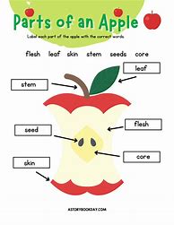 Image result for Montessori Parts of an Apple Worksheet
