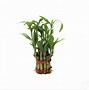Image result for Feng Shui Lucky Bamboo