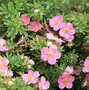 Image result for Potentilla fruticosa Lovely Pink