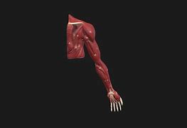 Image result for Upper Limb Anatomy Osteology