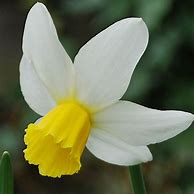 Image result for Narcissus Jack Snipe