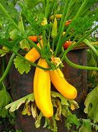 Image result for Squash Plant