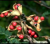 Image result for Rosary Pea Eatable