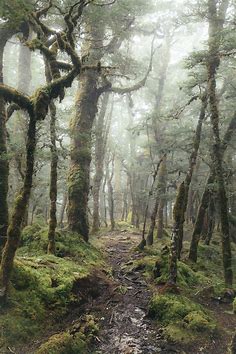 Mystical Forest — Kaitlyn McLachlan Photography