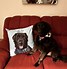 Image result for Dog Saying Pillows