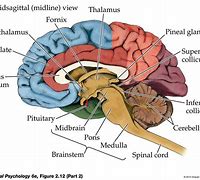 Image result for Inside of Brain Labelled