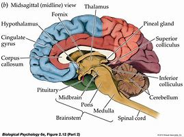 Image result for Human Brain Diagram Labeled