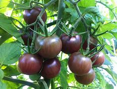 Image result for Black Cherry Tomatoes